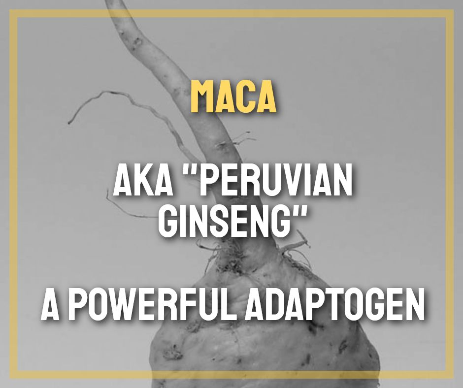 Maca aka "Peruvian Ginseng" - A Potent Adaptogen