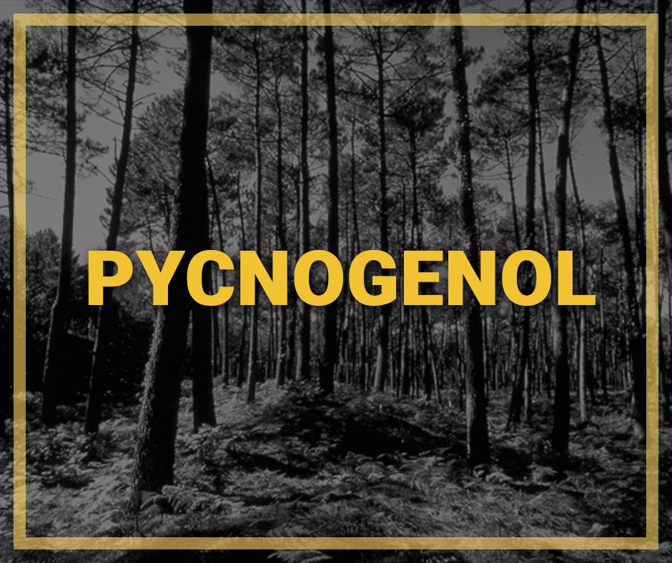 What is Pycnogenol?